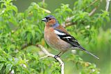 Common Chaffinch